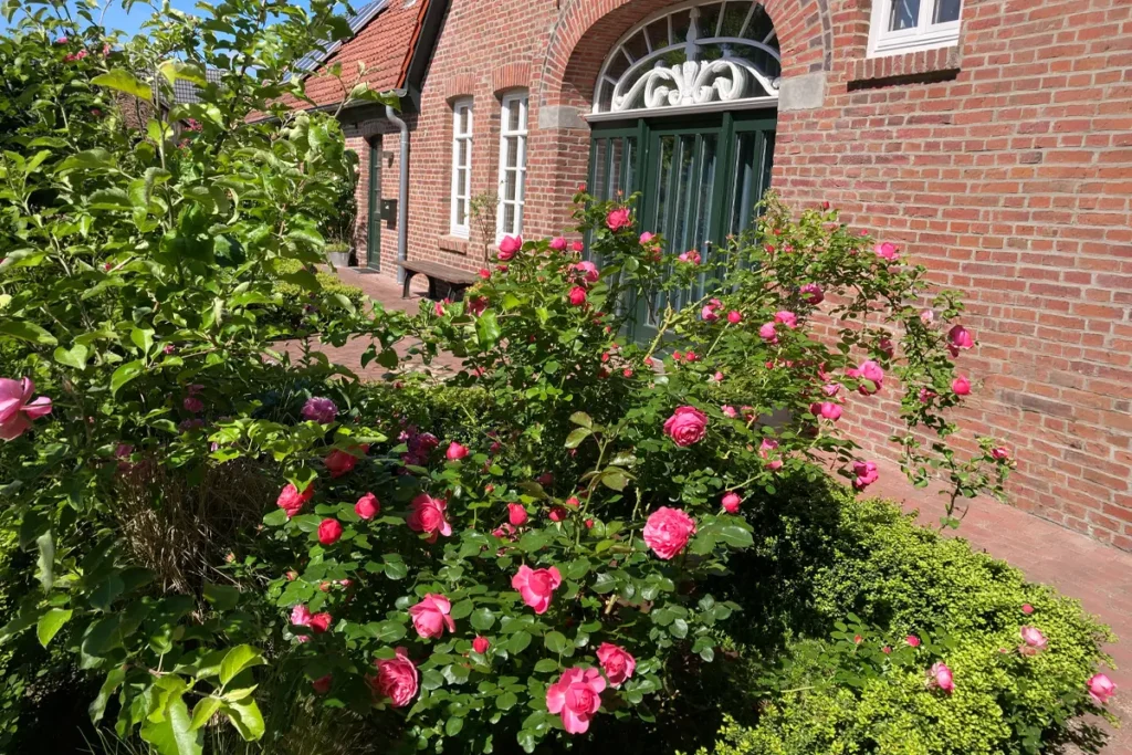 Rosa Rosenbüsche vor einem Backsteingebäude mit grüner Eingangstür und Rundbogenfenster im Sonnenlicht